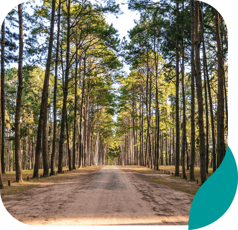 A wide dirt path runs between tall pine trees in a sunlit forest. Benches line the edge of the path. The photo has rounded corners and a teal shape in the bottom right corner.
